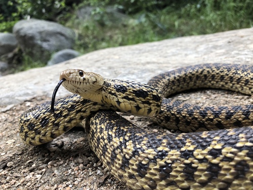 Gopher Snake, photo 8 of 9