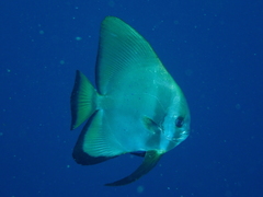 Platax boersii