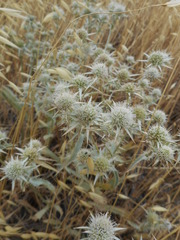 Eryngium jepsonii