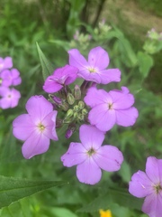 Hesperis matronalis