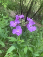 Hesperis matronalis