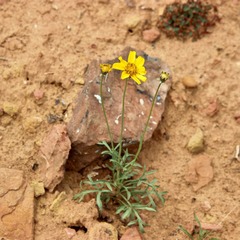 Thelesperma subnudum