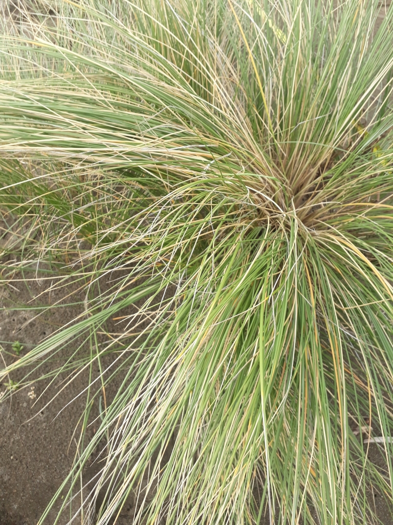 European marram grass from Marlborough, NZ-MA-MB, NZ on June 01, 2019 ...