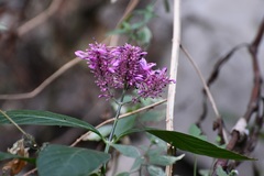 Odontonema callistachyum