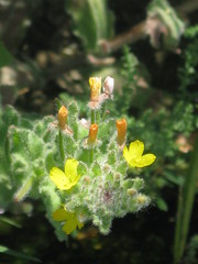 Onagraceae