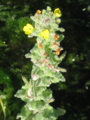 Onagraceae