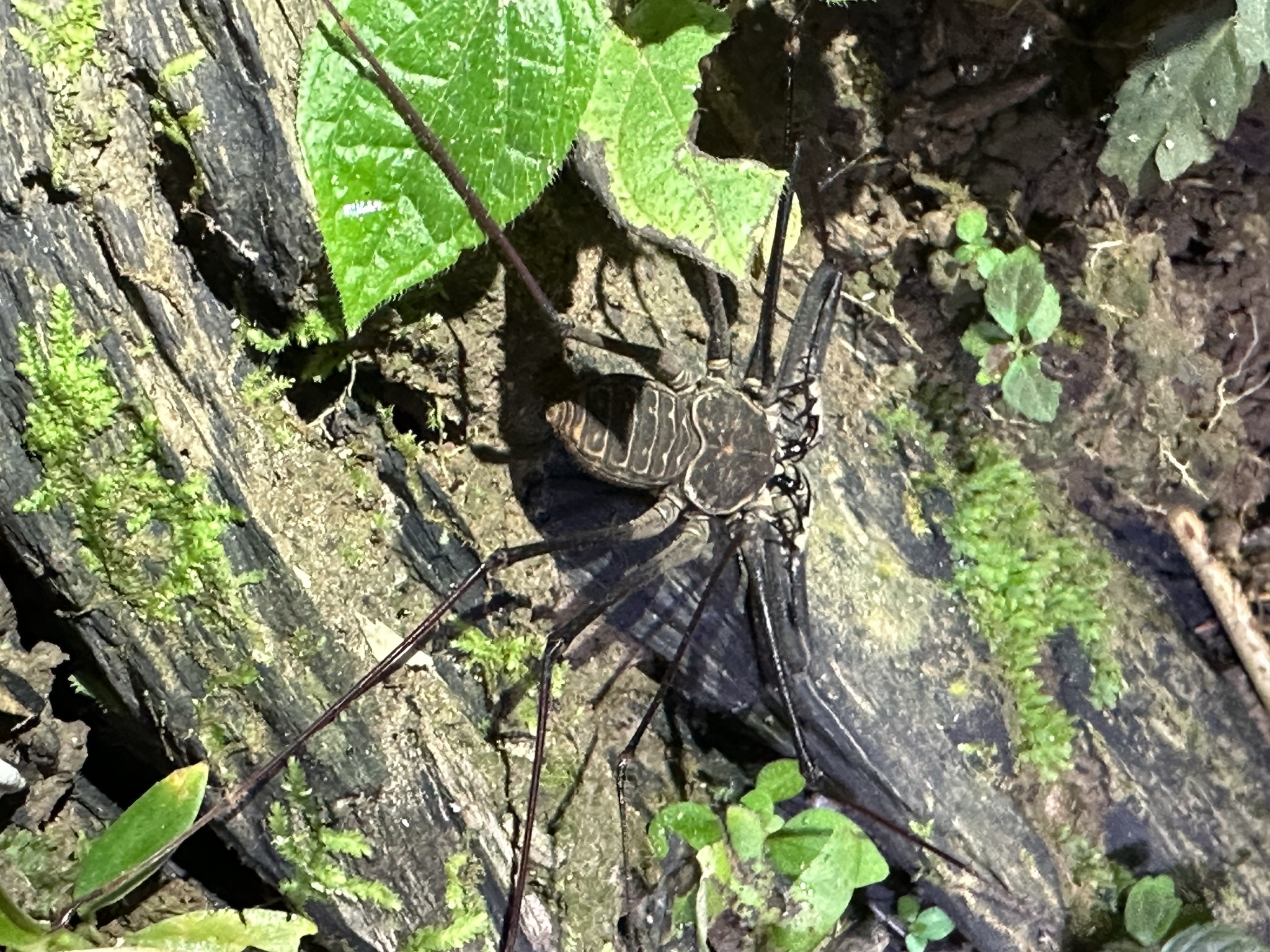Heterophrynus batesii (Butler, 1873)