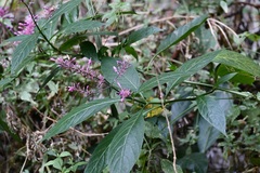 Odontonema callistachyum