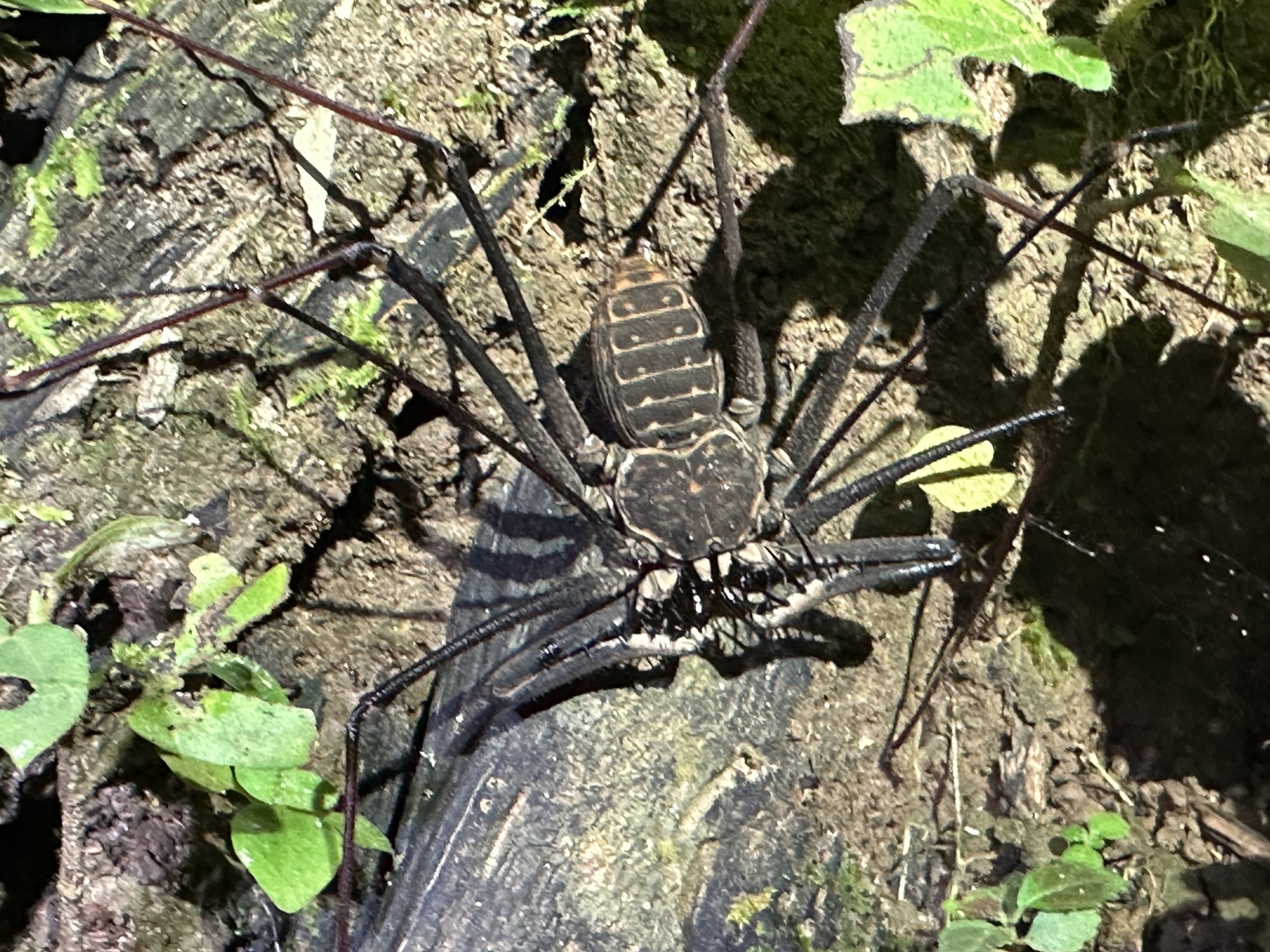 Heterophrynus batesii (Butler, 1873)