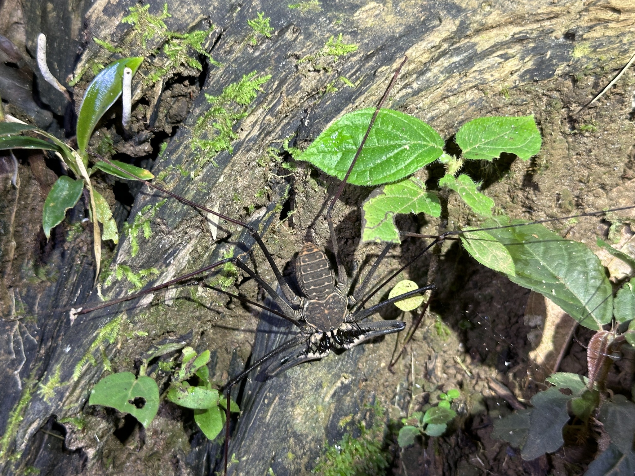 Heterophrynus batesii (Butler, 1873)