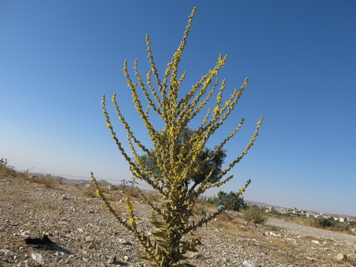 Image of Verbascum sinaiticum by (c) Nachman bones, some rights reserved (CC BY)