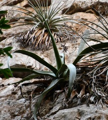 Agave kewensis