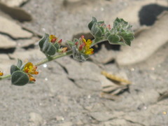 Acmispon