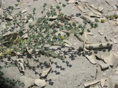 Acmispon