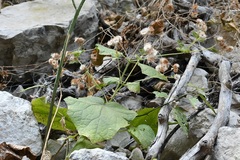 Eupatoriastrum corvi