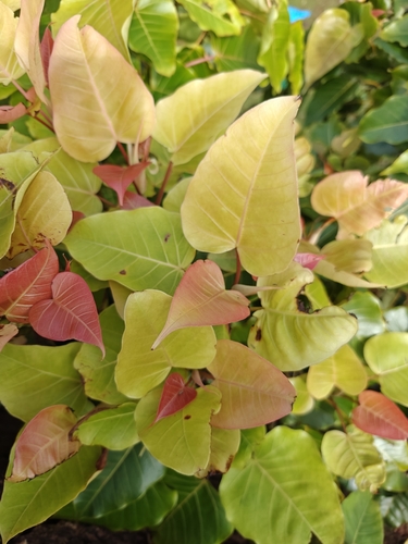 Image of Ficus arnottiana by (c) Harshjeet Singh Bal, some rights reserved (CC BY)