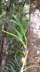 Bulbophyllum auriflorum image