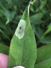 Calycomyza promissa
