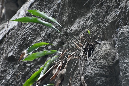 Pitcairnia chiapensis, photograph 1