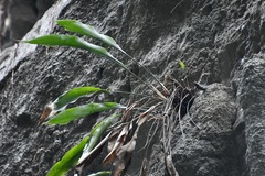 Pitcairnia chiapensis, photograph (c) Neptalí Ramírez Marcial, some rights reserved (CC BY)