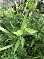 Calycomyza promissa