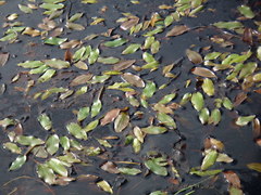 Potamogeton polygonifolius