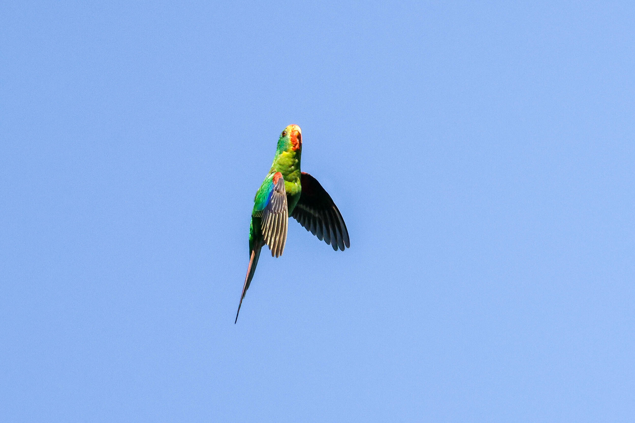Swift Parrot illustration