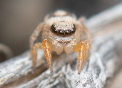 Habronattus icenoglei