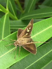 Pelopidas assamensis