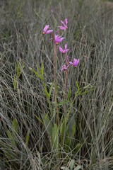 Primula pauciflora macrocarpa