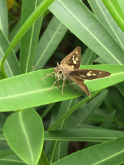 Pelopidas assamensis