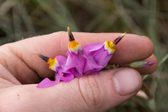 Primula pauciflora macrocarpa