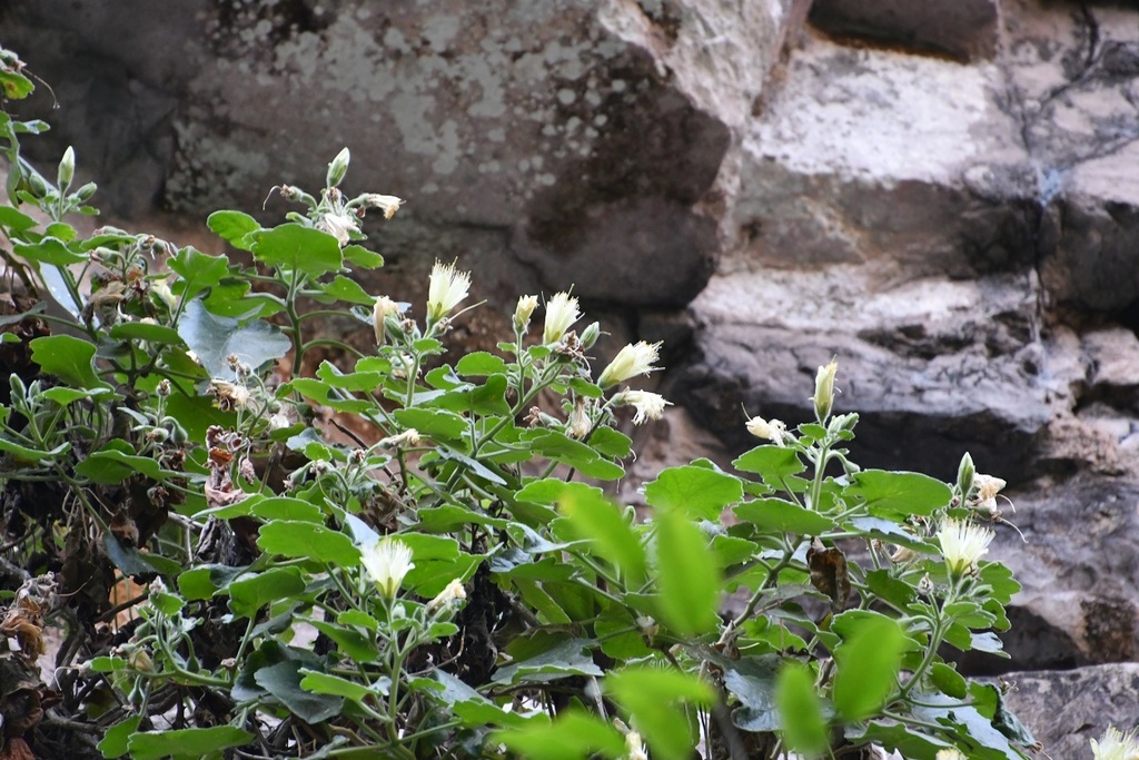 Eucnide chiapasana (Eucnide chiapasana)