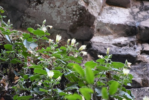 Eucnide chiapasana (Eucnide chiapasana)