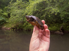 Sternotherus minor