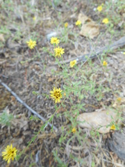 Lessingia pectinata tenuipes