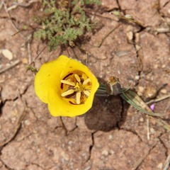 Calochortus aureus