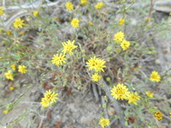 Lessingia pectinata tenuipes
