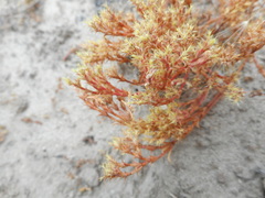 Lastarriaea coriacea