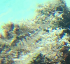 Malacoctenus triangulatus