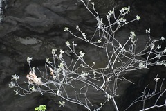 Robinsonella brevituba