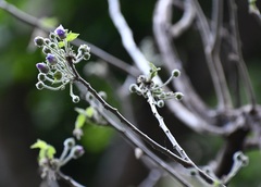 Robinsonella brevituba