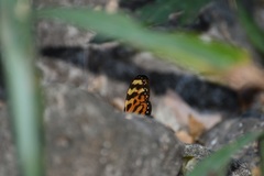 Mechanitis lysimnia utemaia