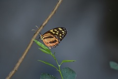 Tithorea harmonia hippothous