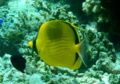 Chaetodon semeion