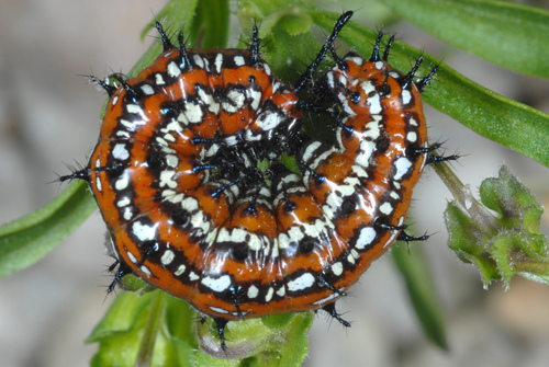 Euptoieta claudia