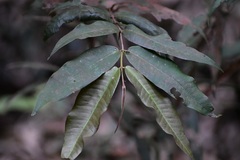 Calyptranthes chiapensis