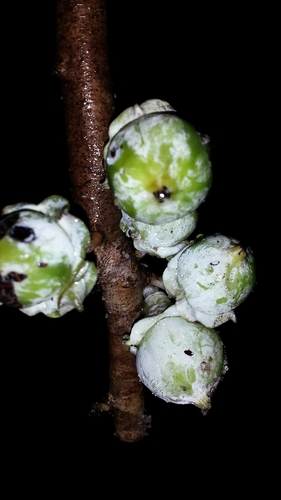 Diospyros squamosa