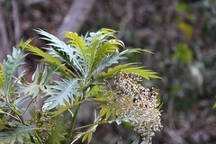 Bocconia arborea