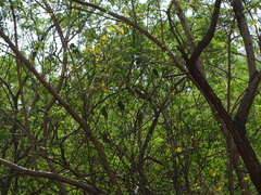 Amazona albifrons